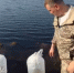 В Нижнетавдинском округе продолжаются работы по зарыблению водных объектов - Нижнетавдинский район