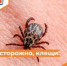 Осторожно, клещи! - Департамент пожарной безопасности и гражданской защиты