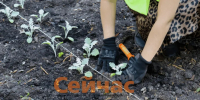 13 тысяч цветов высадят в парках Нижнего Новгорода - ИА Нижний сейчас