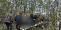 Следком расследует загадочную смерть мужчины в лесу под Гусь-Хрустальным - Владимирские Ведомости