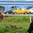 В Керчи проводят плановые работы по уходу за зелеными насаждениями - Вести Крым