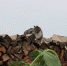 kg1dg1ev1fo3k146iycnsgl5sq1wf49m.jpg - Primorye24.Ru