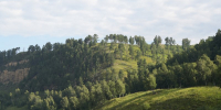Лес. Фото пресс-службы правительства Иркутской области - Irk.Ru