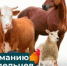ОТКАЗ ОТ УЧЕТА СЕЛЬСКОХОЗЯЙСТВЕННЫХ ЖИВОТНЫХ МОЖЕТ ПРИВЕСТИ К ВСПЫШКЕ ОПАСНЫХ ИНФЕКЦИЙ. - Звериноголовский муниципальный округ