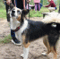 110 собак и кошек обрели дом на фестивале WOOF в Казани - Администрация г. Казань