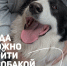 Подборка мест, куда можно в Пскове с большими собаками - Информационный туристский центр