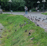 Томские парки и скверы обработали от клещей - ГТРК Томск