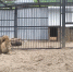 В самарском зоопарке состоялось свидание львов - SamaraGIS.Ru