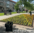 В тольяттинских парках вандалы катаются по клумбам на самокатах и вырывают цветы - TLT.Ru
