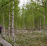 Пушица - InformPskov.Ru