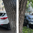 Упавшая ветка дерева разбила два авто в центре Воронежа - ГТРК Воронеж