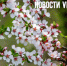 Сегодня во Владивостоке до +16 °С - NewsVl.Ru