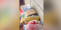 В бане под Выборгом найдено 200 дурман-кустов и шесть кило сушеного - 47 новостей