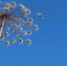 В Республике Коми на борьбу с борщевиком будут тратить ежегодно 10 млн рублей - ГТРК Ямал