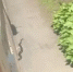 Скриншот видео Телеграм-канал &quotННовый Владивосток&quot (18+) - ИА Eaomedia.Ru