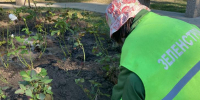 В Курске на городских клумбах высадили около 43 тыс.цветов - Курские Известия