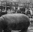 Ленинградский зоопарк повторит лекцию «Зоосад в годы блокады» - Санкт-Петербург.ру