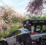 Гонять можно, но культурой не жертвовать — в Forza Horizon 6 запретили уничтожать деревья сакуры - Кубанские Новости