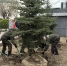 Накануне центре Улан-Удэ появились новые голубые ели - ГТРК Бурятия