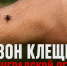 Осторожно, клещи! - Сетевое издание Киришский факел