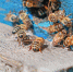 j80kcqknqnk8emrk62r0dvnj6603ykdz.jpg - Primorye24.Ru