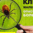 Памятка: клещи. - Северо-Енисейский муниципальный округ