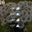 Screenshot - ЗА Новомосковск