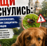 Клещи проснулись: ветеринар рассказал, как дончанам защитить своих питомцев - Bloknot-Rostov.Ru