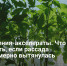 Растения-акселераты. Что делать, если рассада чрезмерно вытянулась - Самарская Газета