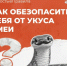 Что делать, если укусила змея - InformPskov.Ru