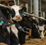 ​Тюменская область наращивает экспорт продуктов питания - ИА СИА-Пресс