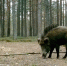 Под Петербургом заметили кабана с ирокезом - Spbdnevnik.ru