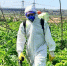 Кто обязан уничтожать борщевик по новому закону № 294-ФЗ? - Журнал Сельскохозяйственные Вести