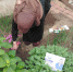 img - ЛДПР