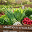 Топ-7 самой полезной весенней зелени, которую нужно съесть прямо сейчас - Газета Новая Кама