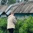 Против вредителей — идеально: агроном из Лосино-Петровского рассказала, как уничтожить слизней в огороде - Pg11.Ru
