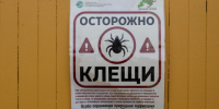 Клещей мнго, а привитых в Ленобласти - половина плана - 47 новостей