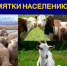 памятки населению от ветеринарии. - Шелаболихинский район