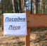 В Татарстане проведено лесовосстановление на площади 1200 гектаров - ИА Татар-информ