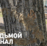 В Красноярске едва не уничтожили редкое дерево из за ошибки подрядчика. Фото: 7 канал Красноярск - Седьмой канал