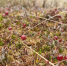 В Ленобласти еще можно успеть собрать ароматную клюкву - ЛенТВ24