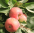 Самарские сорта войдут в основу единой федеральной селекционной платформы по яблоне - Городские Ведомости