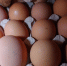 Через Псковскую область в РФ за два дня ввезли более 670 тонн продукции животноводства из Беларуси - Pln-Pskov.Ru