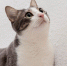 cat - News102.Ru