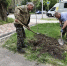 В Ставрополе в 2026 году высадят больше 6 тыс. деревьев - ИА Победа 26