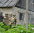 В Смоленской области установили нового фигуранта дела о подпольной нарколаборатории - SmolDaily.Ru