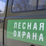 Лесное пополнение: в Татарстане высадили 1200 га деревьев - Мензеля