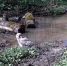 фотоловушки заповедника - Kaluga-Poisk.Ru