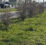 Самарцы пожаловались на высохшие кустарники вдоль Московского шоссе - НИА Самара