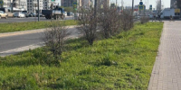 Самарцы пожаловались на высохшие кустарники вдоль Московского шоссе - НИА Самара